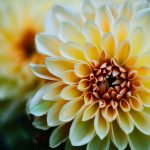Gallery 2 - This is a photo of a flower