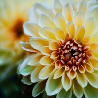 This is a photo of a flower