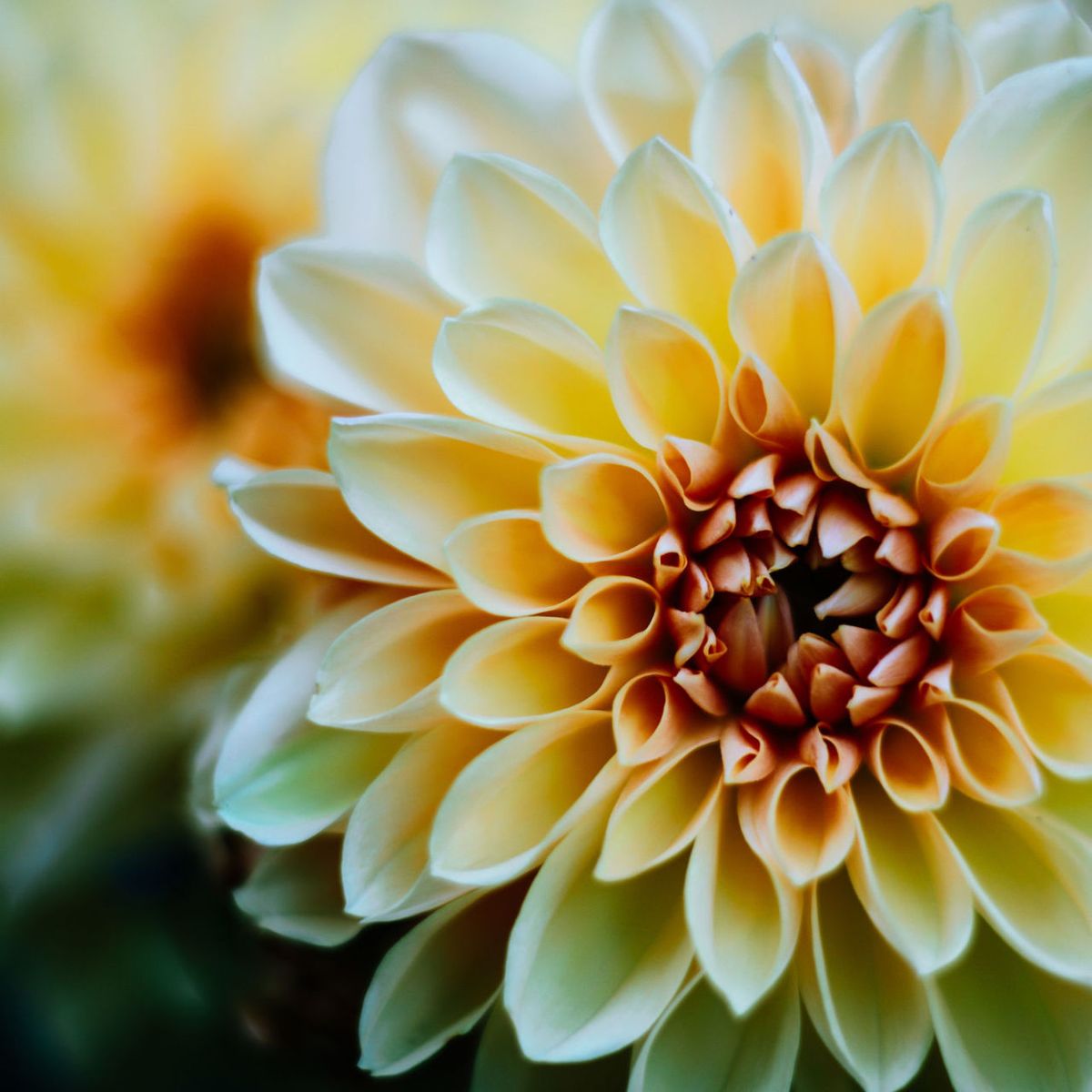 Gallery 2 - This is a photo of a flower